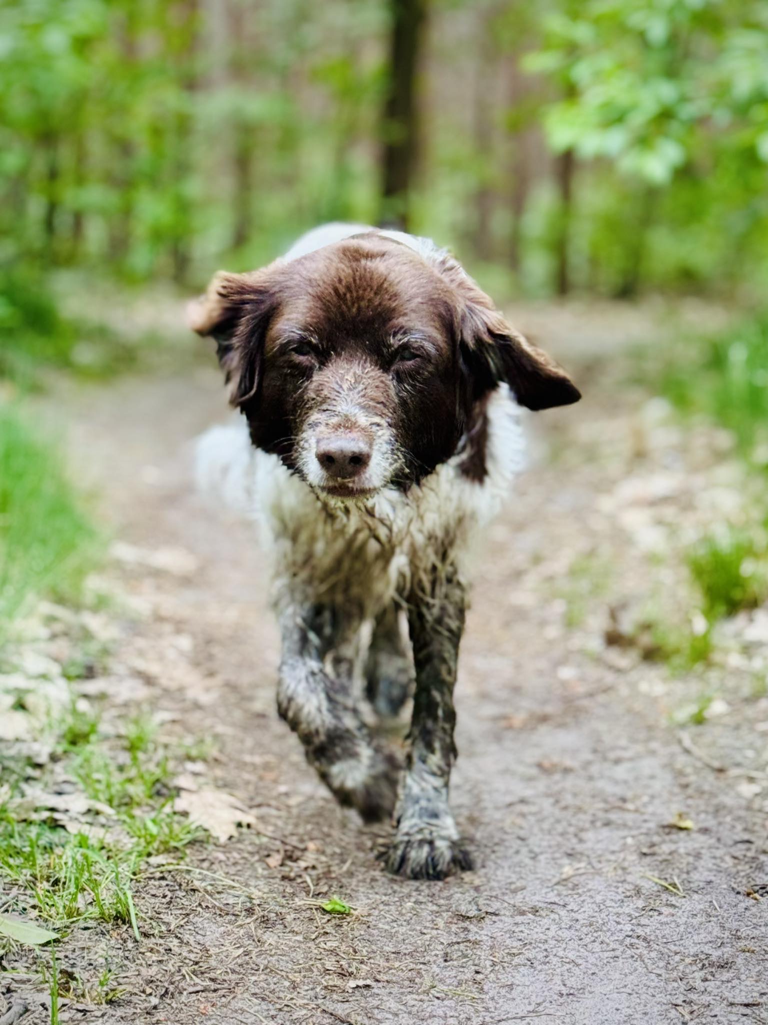 Een hond loopt over een bospad naar de camera toe